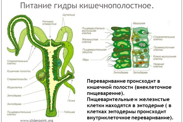 Kraken даркнет что это